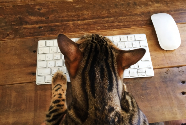 キーボードに足をのせている猫の後ろ姿