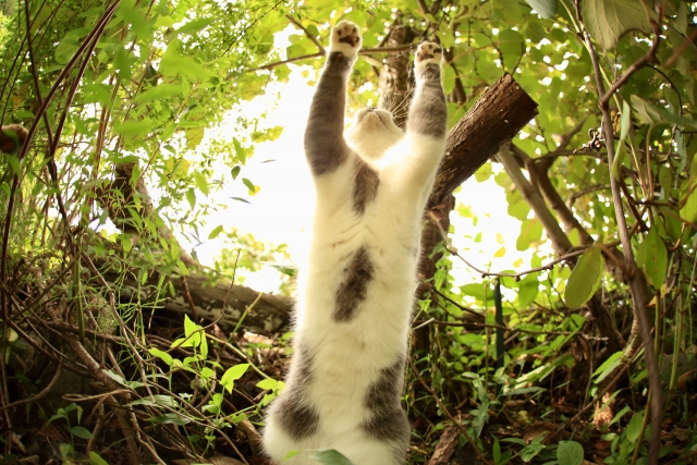 茂みのなかで万歳する猫